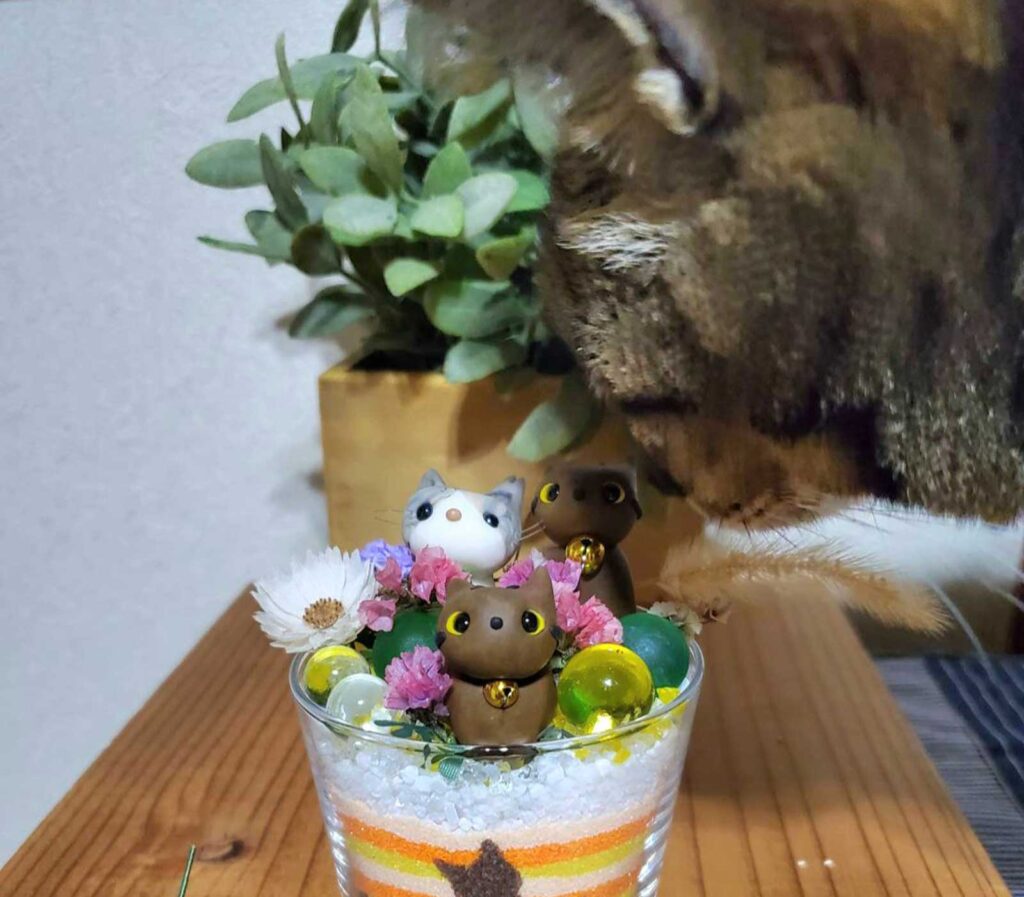 グラスサンドアートをのぞきこんで顔を近づけるりぅくん(キジトラ猫)