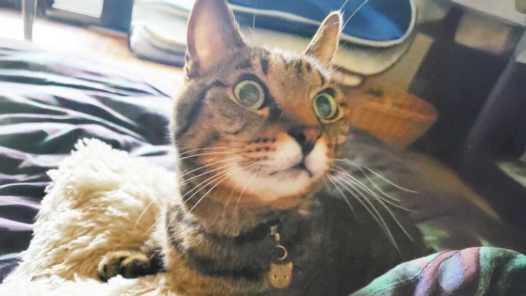 とってもハンサムなキジトラ猫、りぅくん